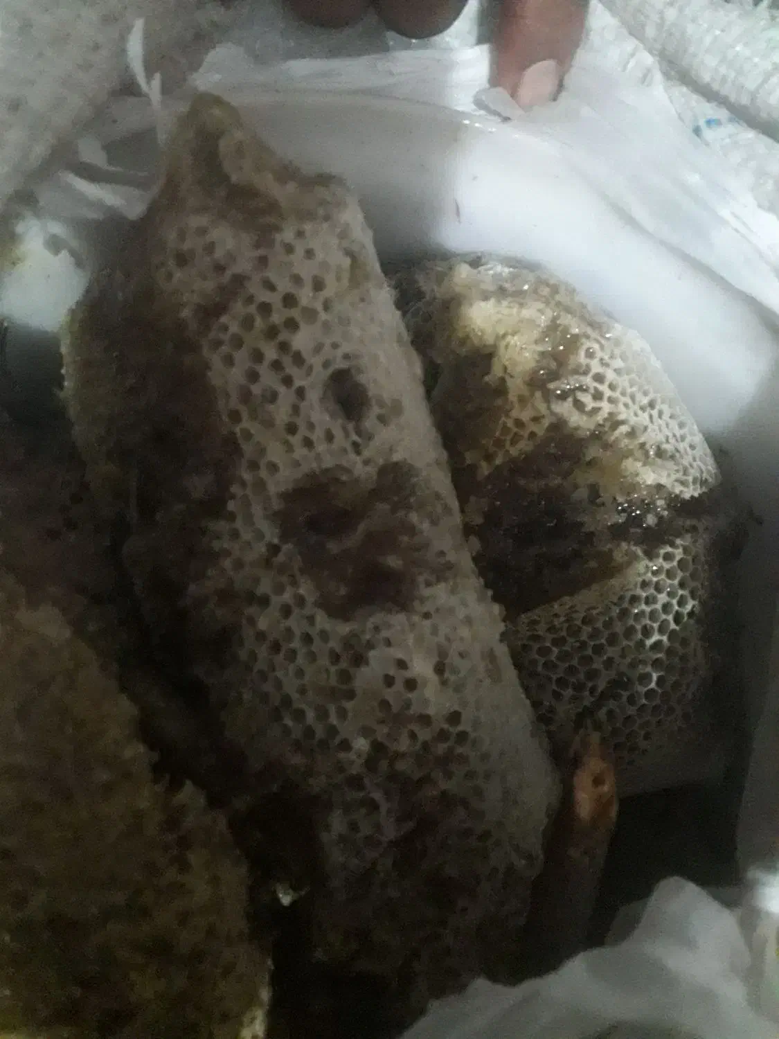 عسل خوب|خوردنی و آشامیدنی|کیش, |دیوار