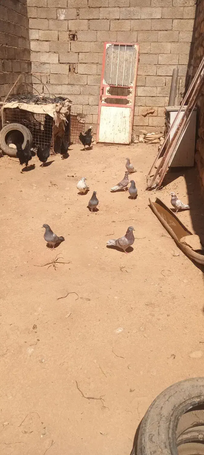 کبوتر|پرنده|پلدختر, |دیوار