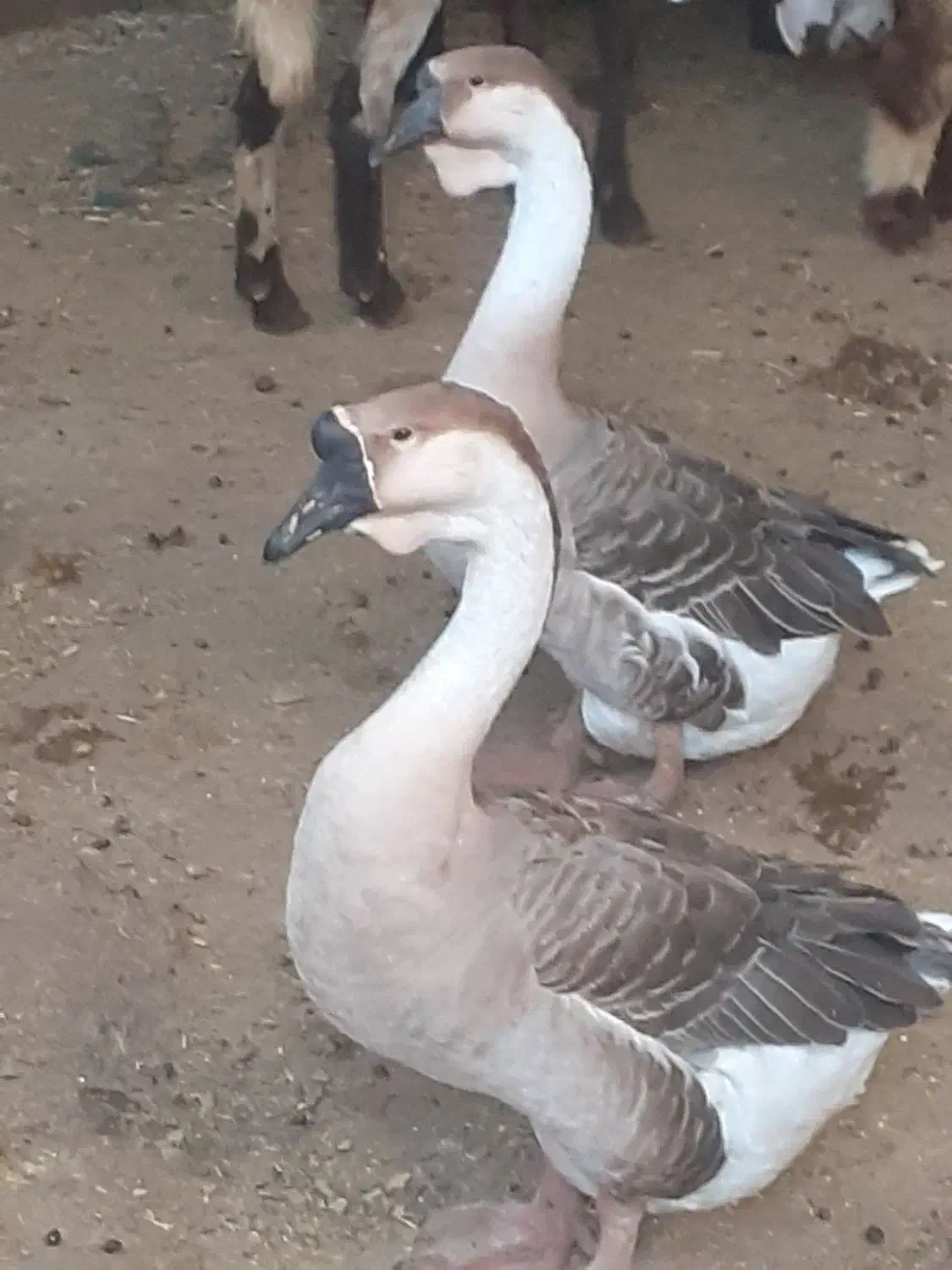 تخم غو غاز|حیوانات مزرعه|چمران, |دیوار