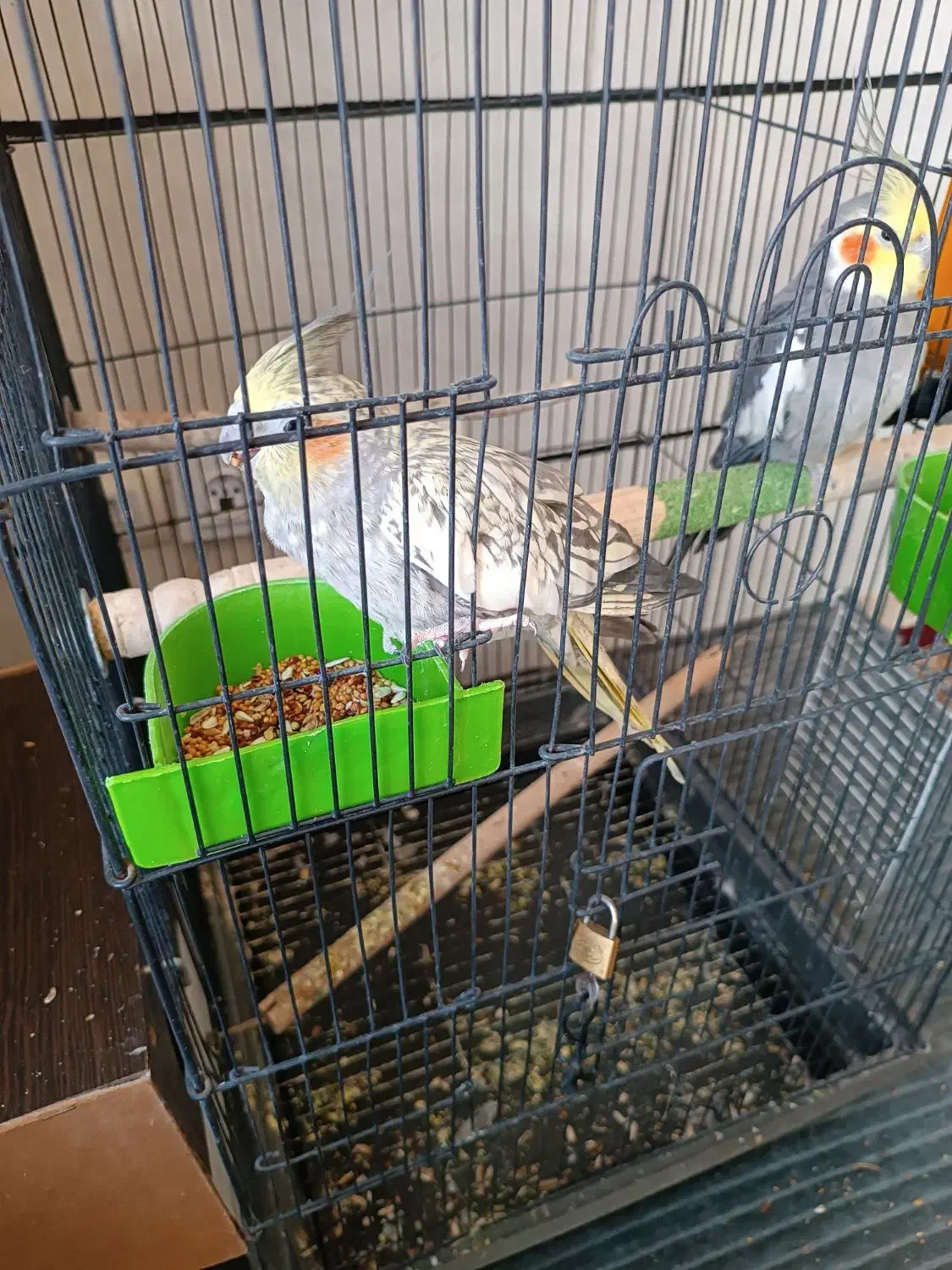 عروس هلندی|پرنده|شیراز, شهرک مهرگان|دیوار