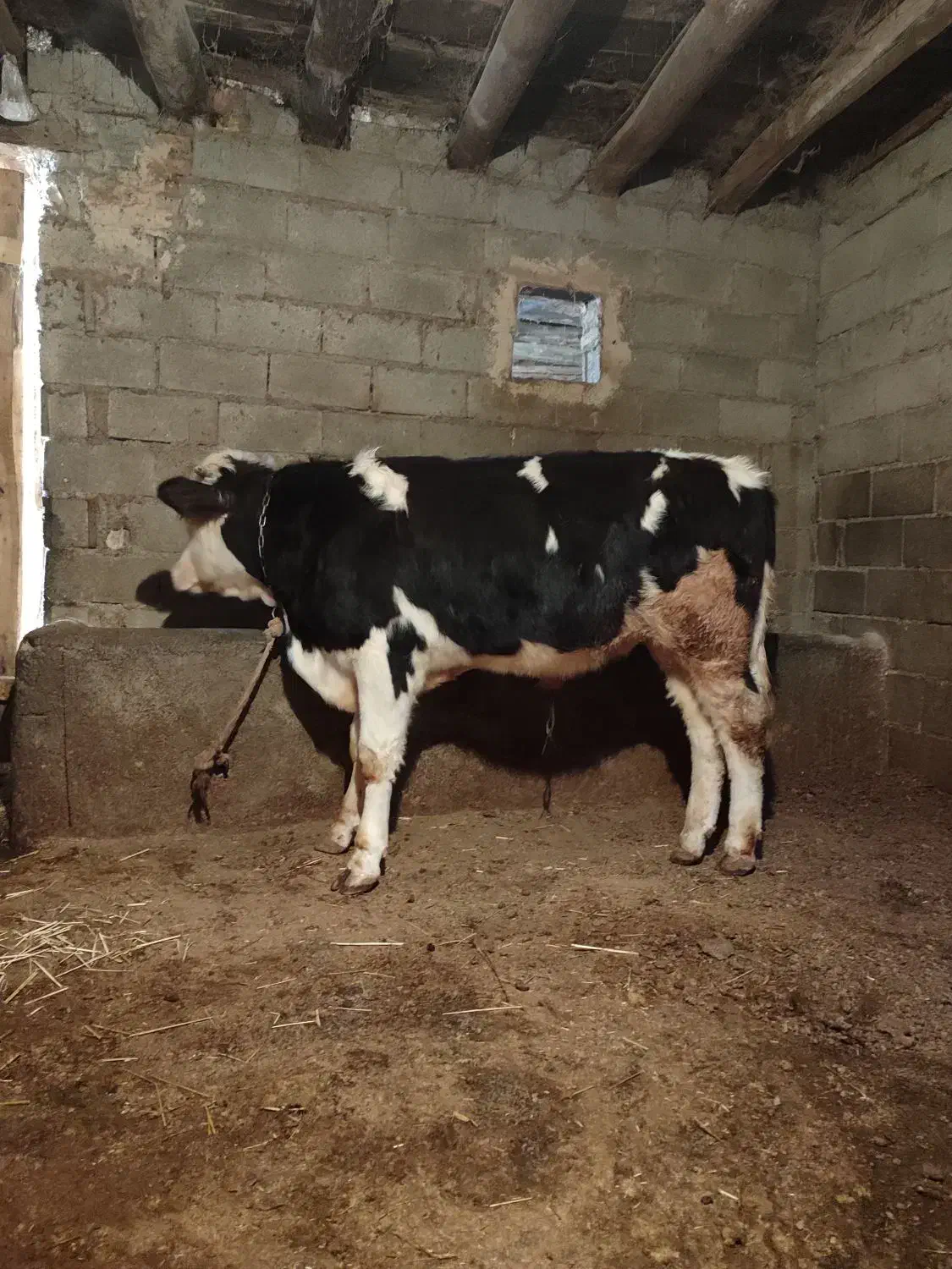 گوساله سیمنتال نر|حیوانات مزرعه|اهر, |دیوار