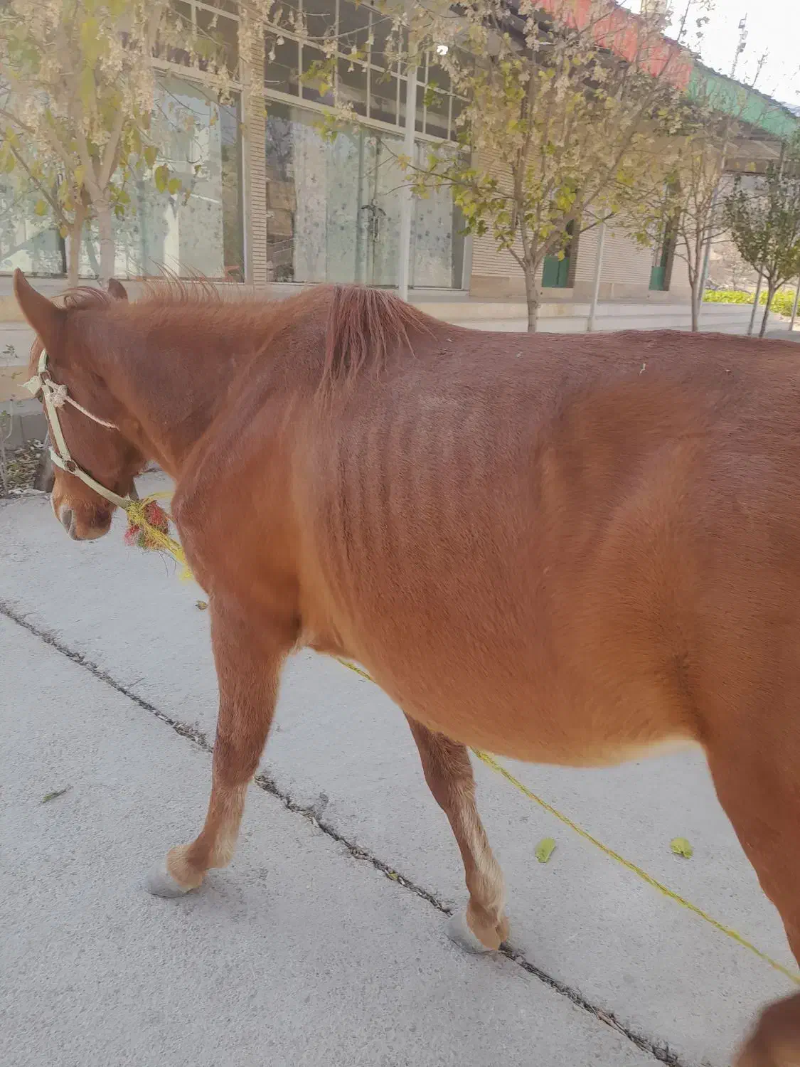 مادیان جوان|اسب و تجهیزات اسب‌سواری|آشخانه, |دیوار