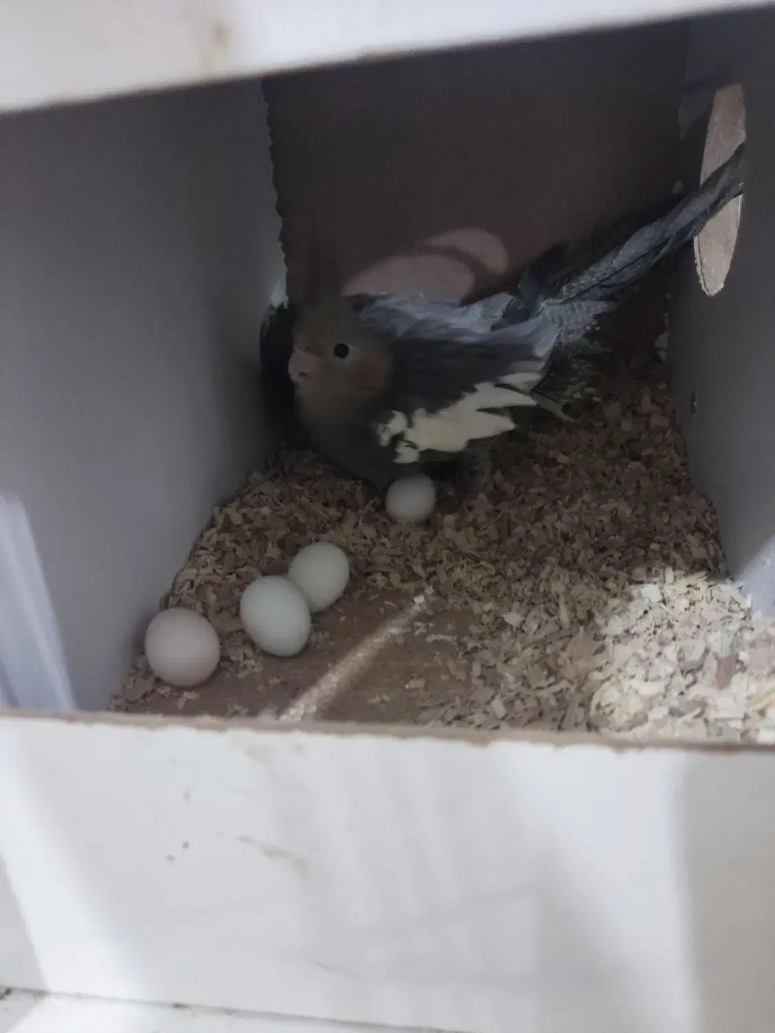 عروس هلندی مولد دستی|پرنده|قم, نخودی|دیوار