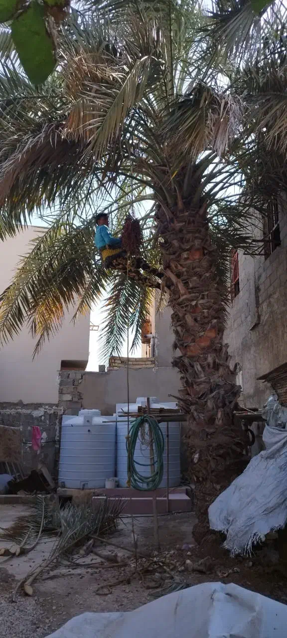 قطع نخل با اره بنزینی ،،زارعی،،|خدمات باغبانی و درختکاری|بوشهر, |دیوار