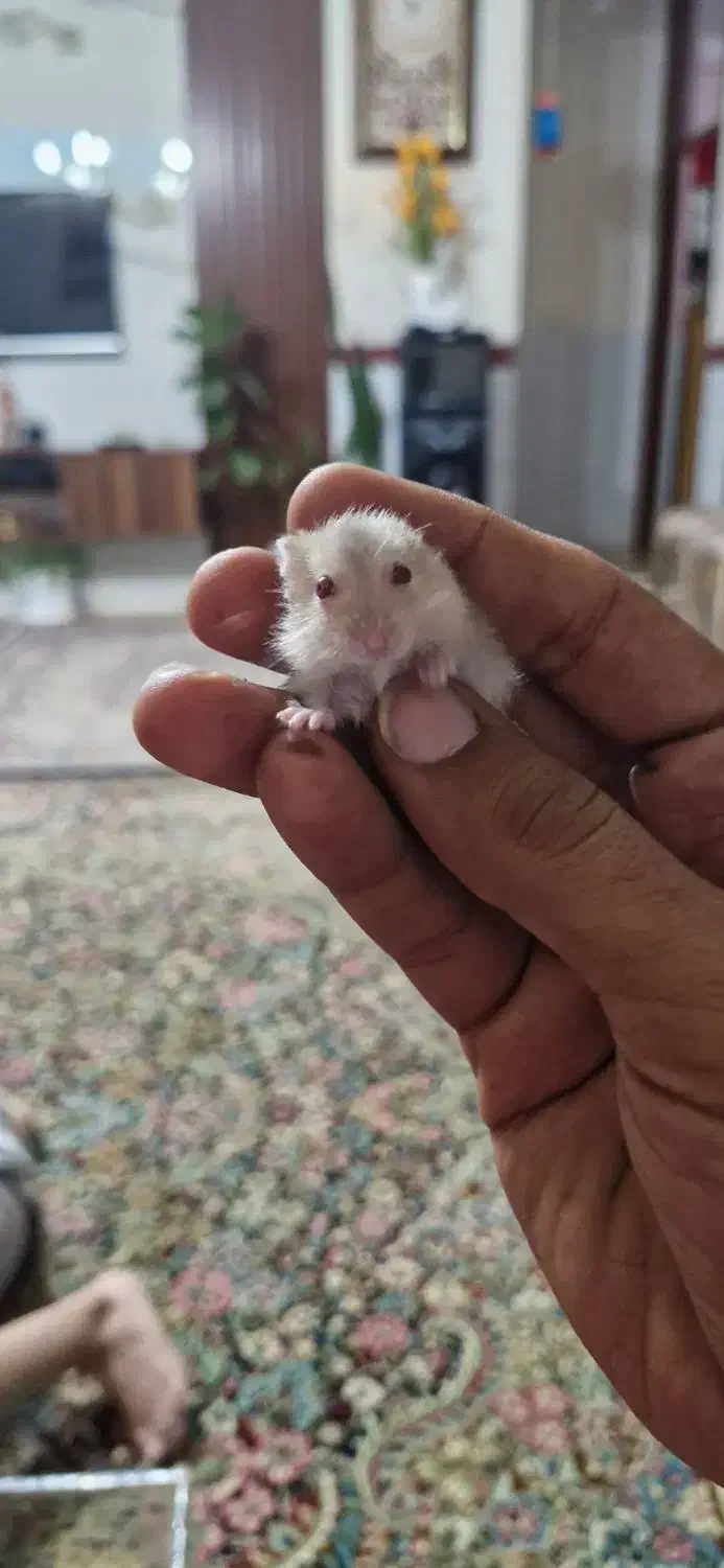 فروش همستر مینیاتوری|حیوانات مزرعه|کرمان, |دیوار