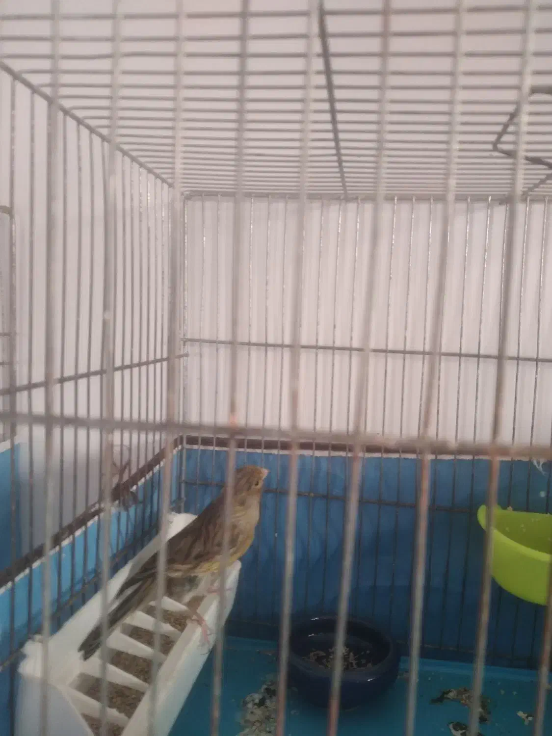 قناری سبز چمنی نر و ماده با دو تا جوجه|پرنده|کرج, کوی امامیه|دیوار