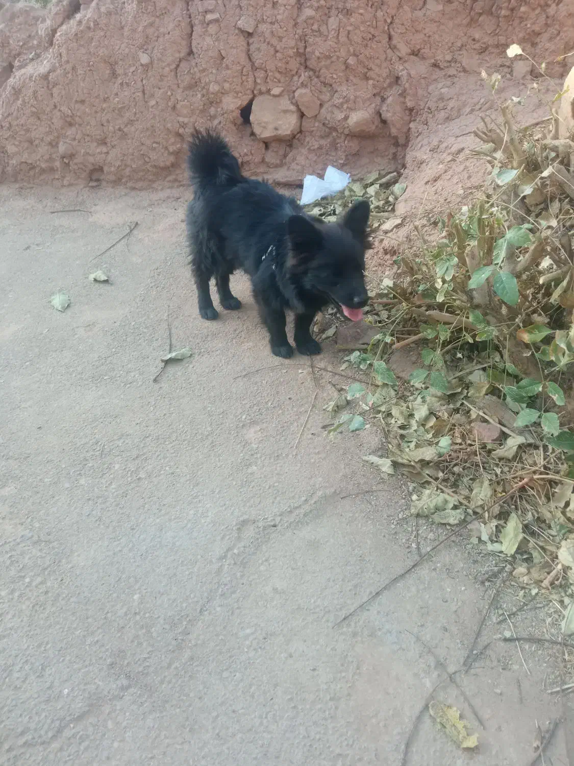 سگ پامرانین روباهی‌|سگ|سمنان, |دیوار