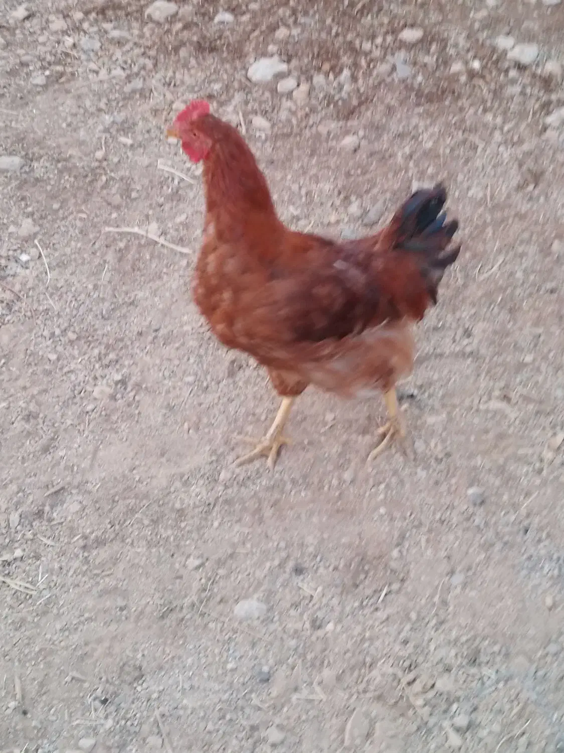 خروس|حیوانات مزرعه|بروجرد, |دیوار