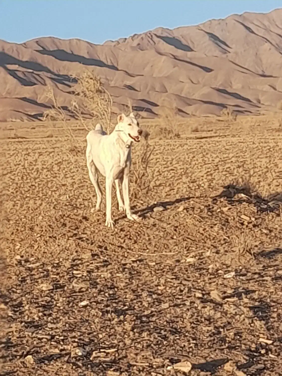 سگ گله ونگهبان|سگ|درمیان, |دیوار
