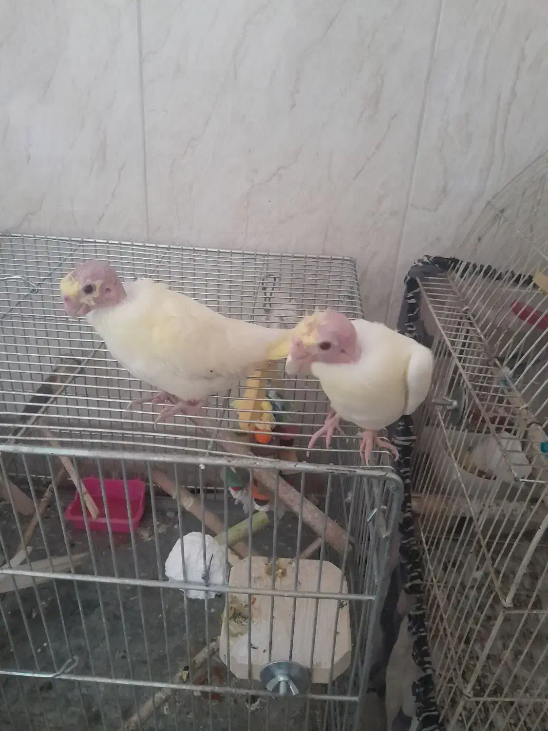 تعدادی عروس هلندی|پرنده|اصفهان, شاهد|دیوار