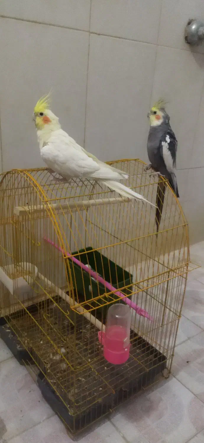 یک جفت عروس هلندی زیبا1200|پرنده|بیرجند, |دیوار