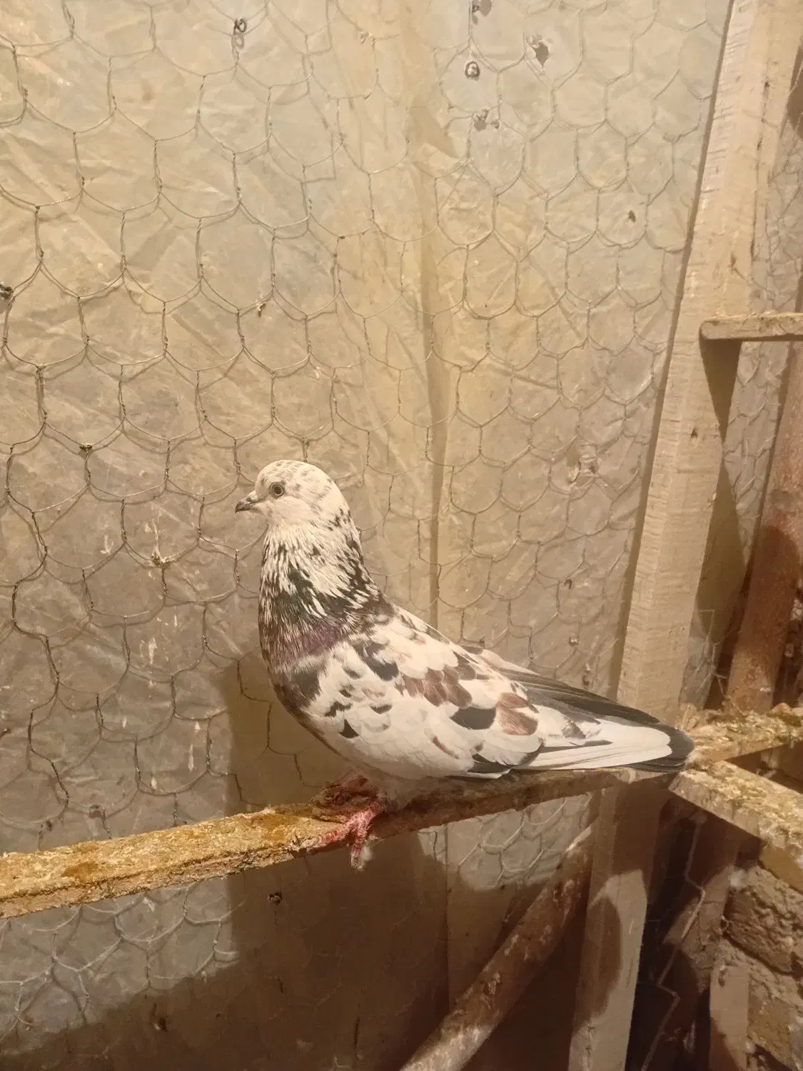 ۳عدد کبوتر خوب سالم|پرنده|ارومیه, |دیوار