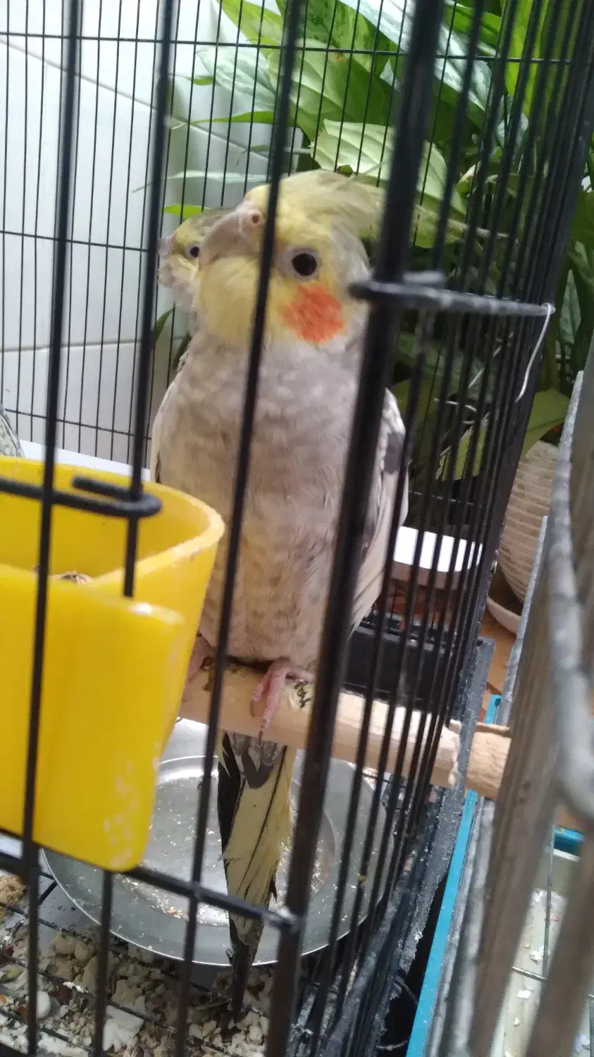 عروس هلندی، طوطی|پرنده|صحنه, |دیوار