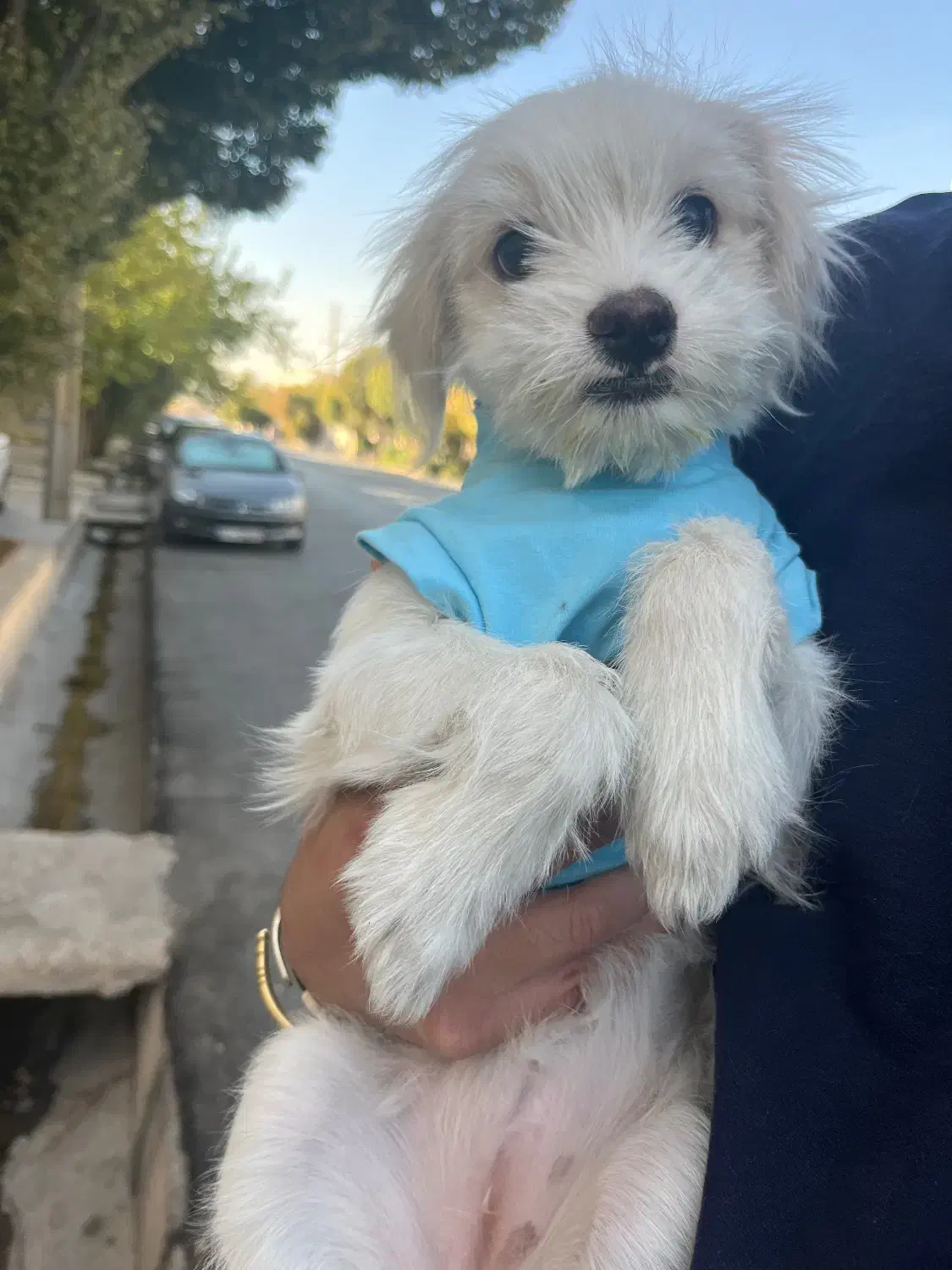 واگذاری سگ|سگ|شیراز, گویم|دیوار