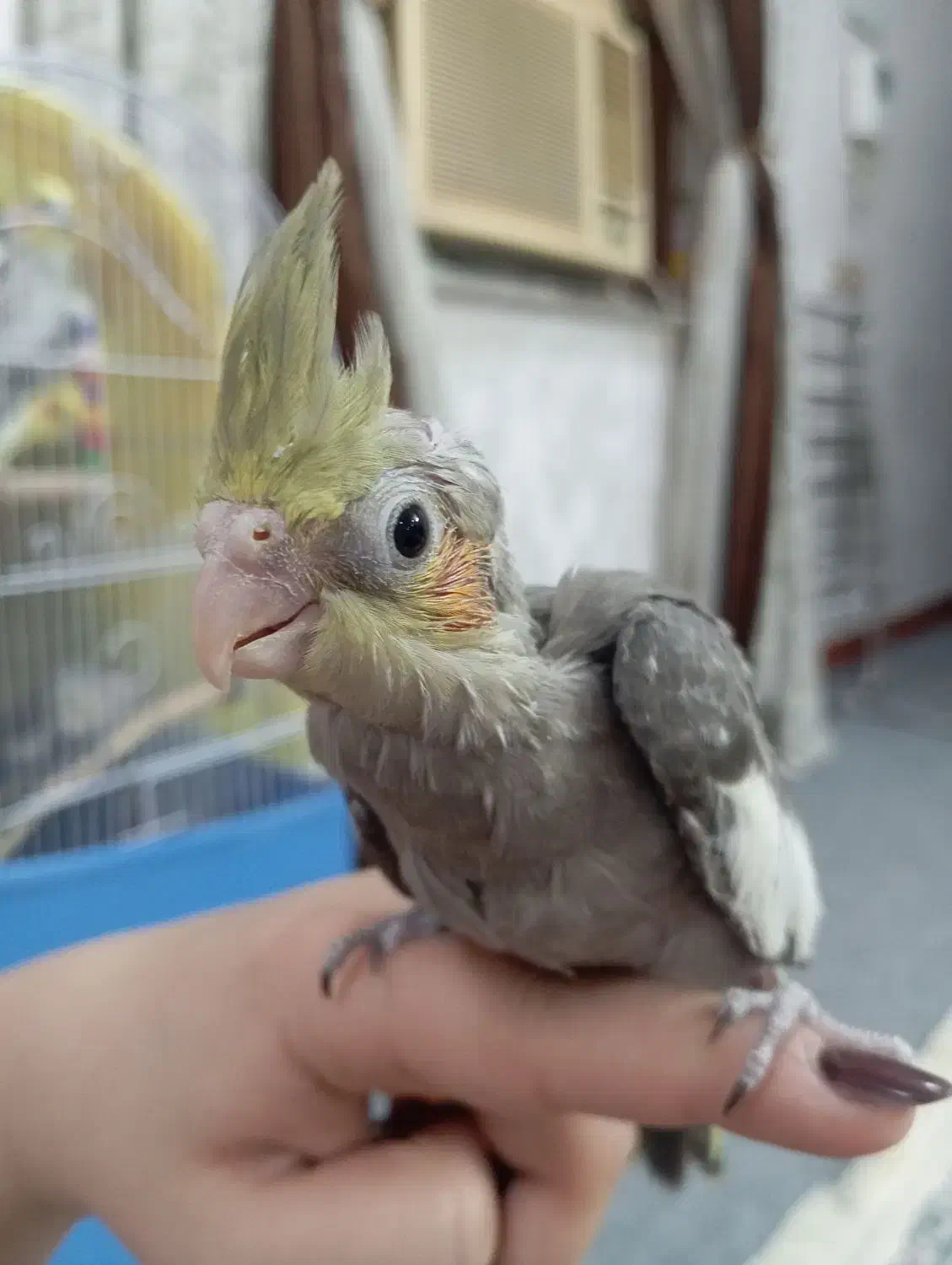 عروس هلندی|پرنده|اهواز, کوی باهنر|دیوار