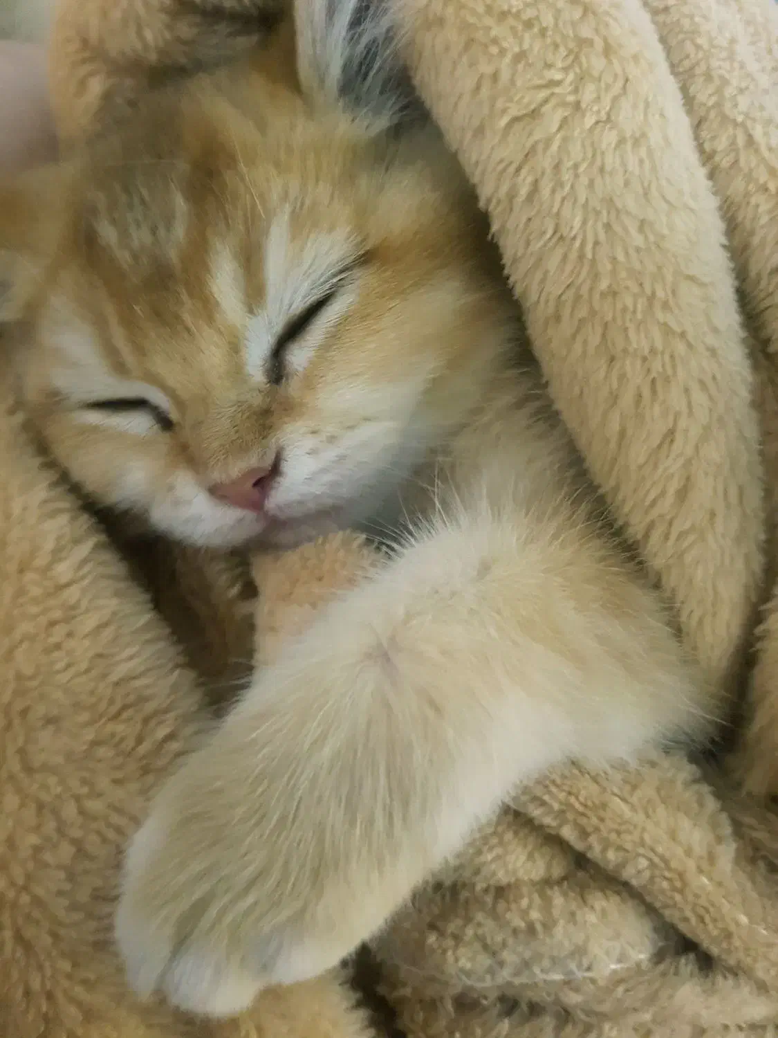 بچه گربه|گربه|تهران, هروی|دیوار