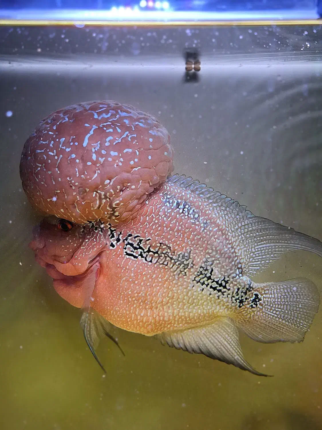 فلاورن هورن شرت بادی غول|ماهی|شیراز, گویم|دیوار