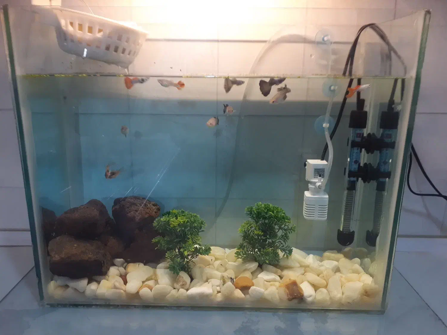 اکواریوم وکلی وسایل|ماهی|ماهدشت, |دیوار