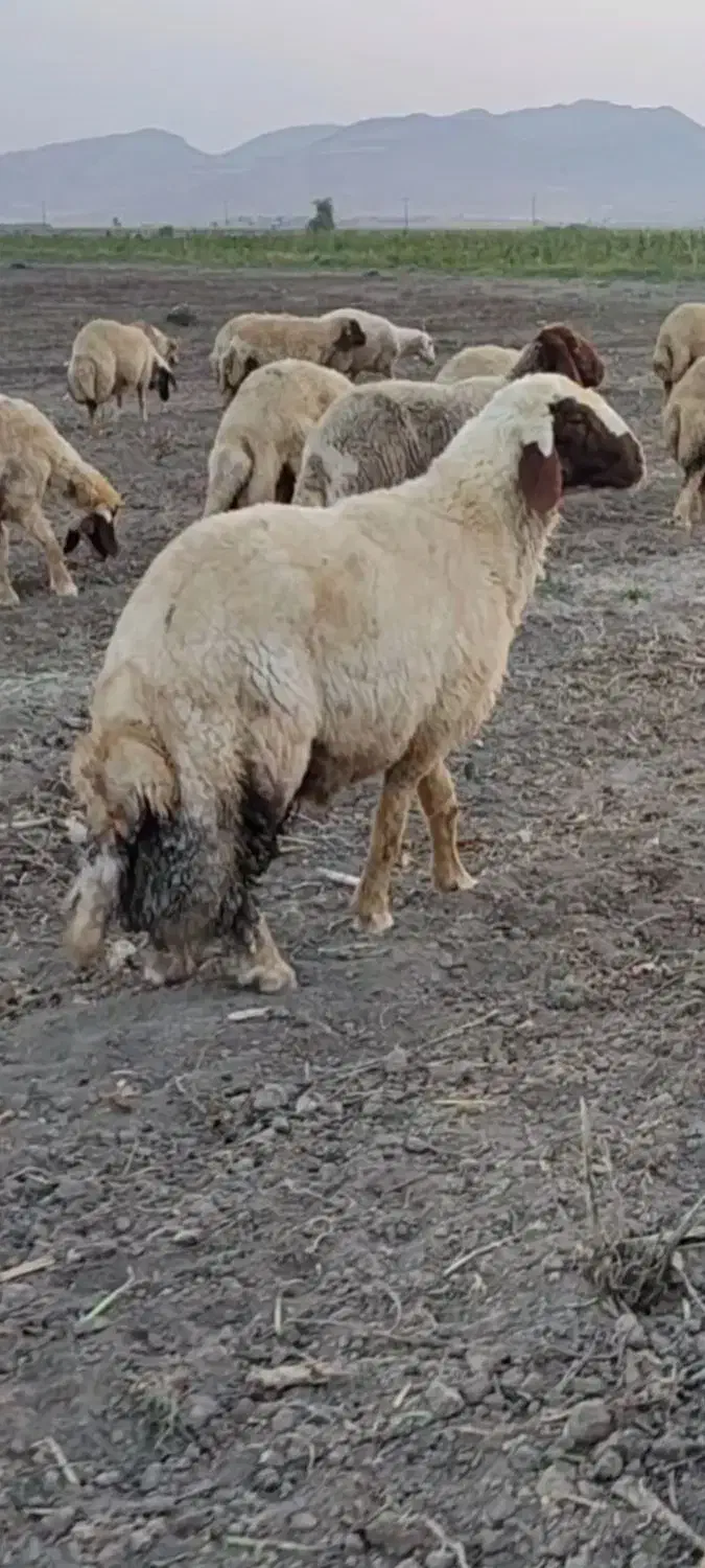 گوسفند|حیوانات مزرعه|سرپل ذهاب, |دیوار