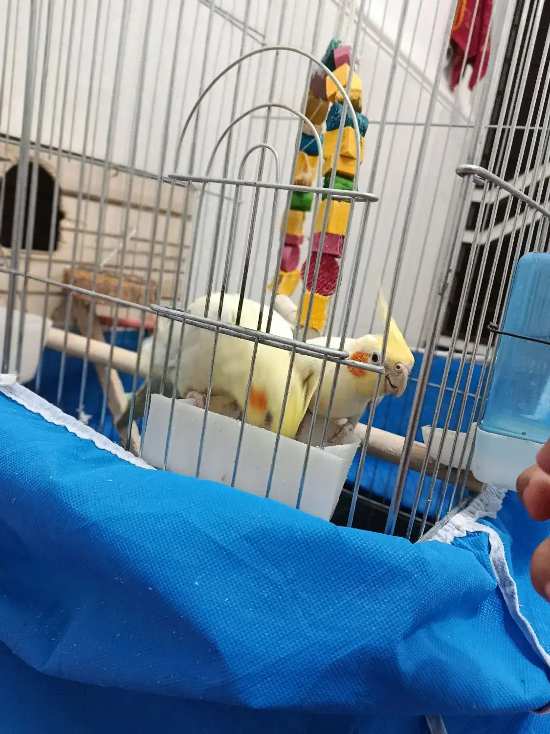 یک جفت عروس هلندی سرحال|پرنده|مرودشت, مسجد رسول‎|دیوار