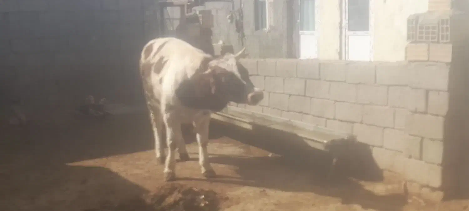 فروش|حیوانات مزرعه|هشترود, |دیوار