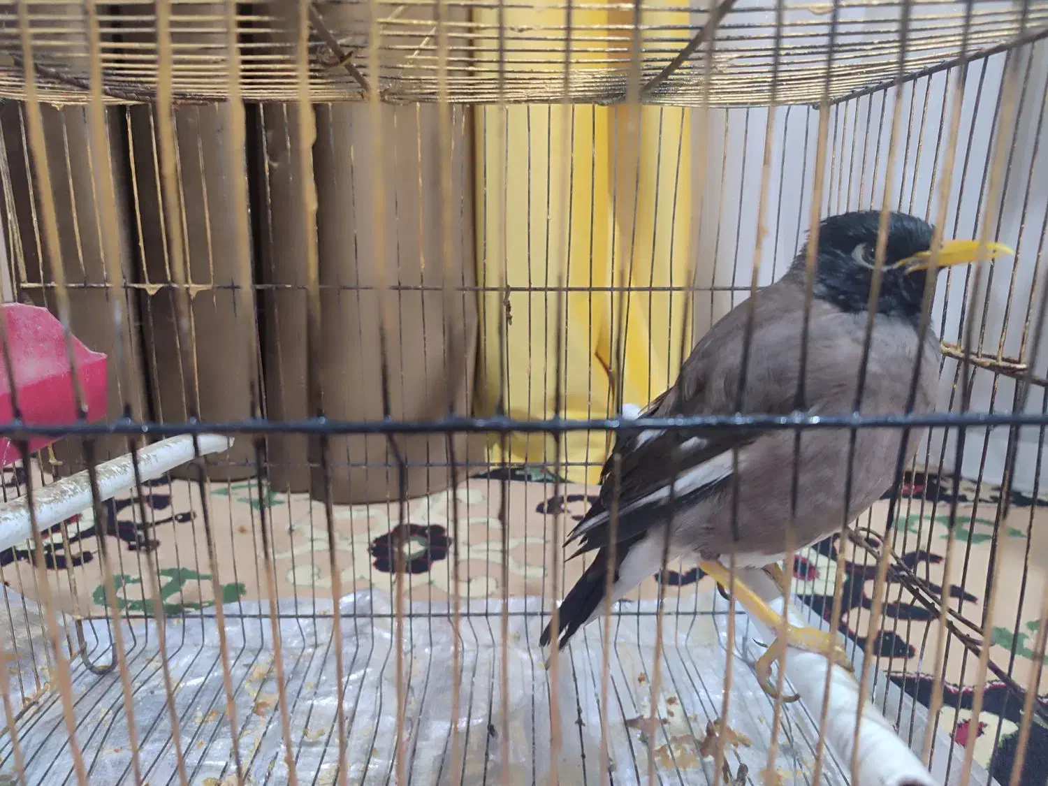 مرغ مینا|پرنده|باشت, |دیوار