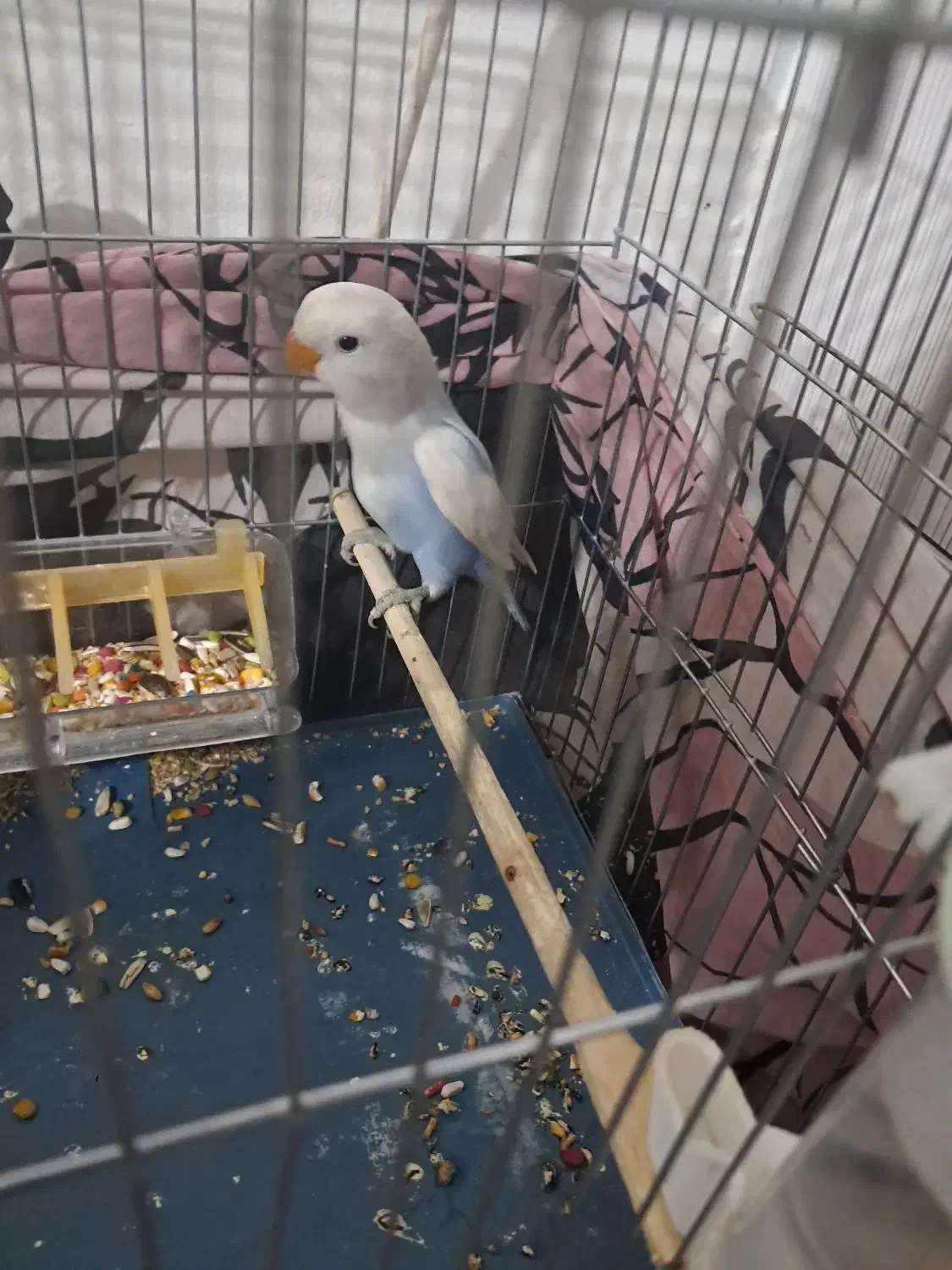 طوطی برزیلی دستی|پرنده|پاکدشت, پاکدشت (مامازند)|دیوار