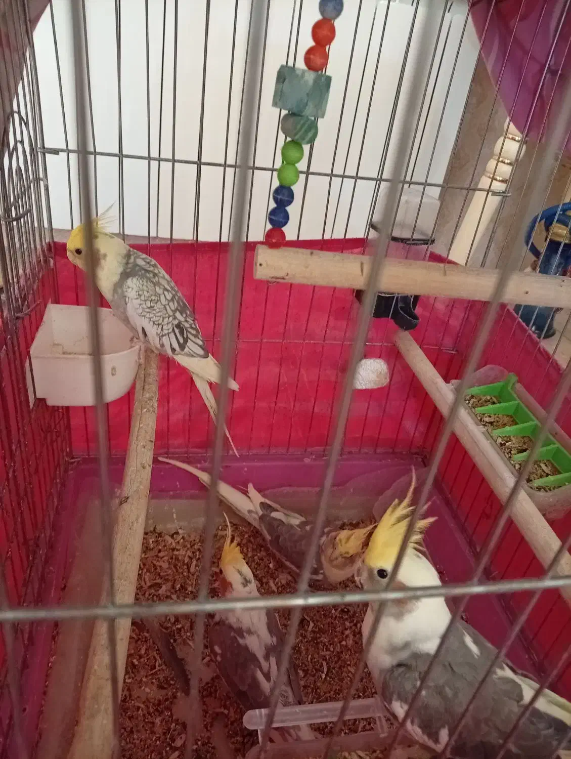 عروس هلندی دونه ای ۱۵۰۰۰۰۰|پرنده|صباشهر, |دیوار