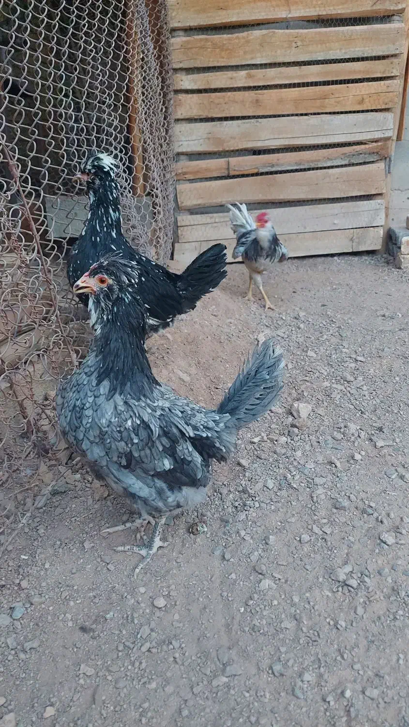 تخم مرغ نطفه دار گلین طوسی فول کیفیت|حیوانات مزرعه|اصفهان, نیروگاه|دیوار