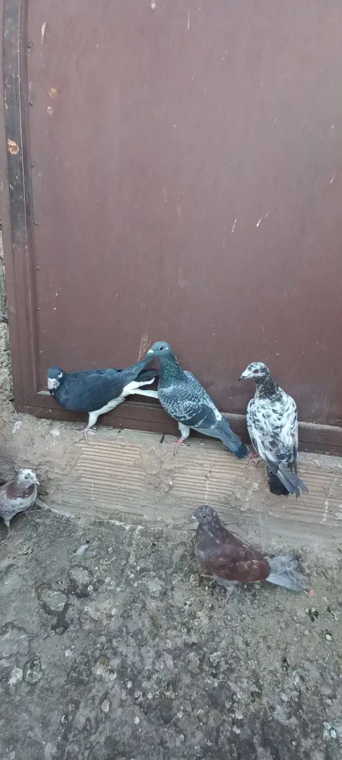 ۶کفترغریب گیری|پرنده|پاکدشت, پاکدشت (مامازند)|دیوار