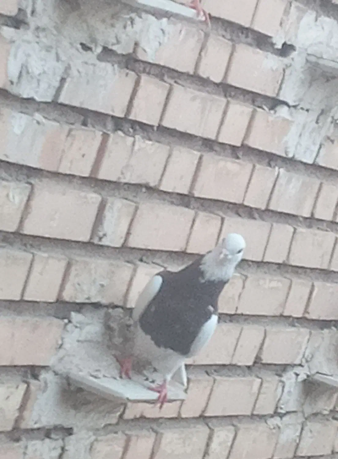 طوقی|پرنده|گتوند, |دیوار