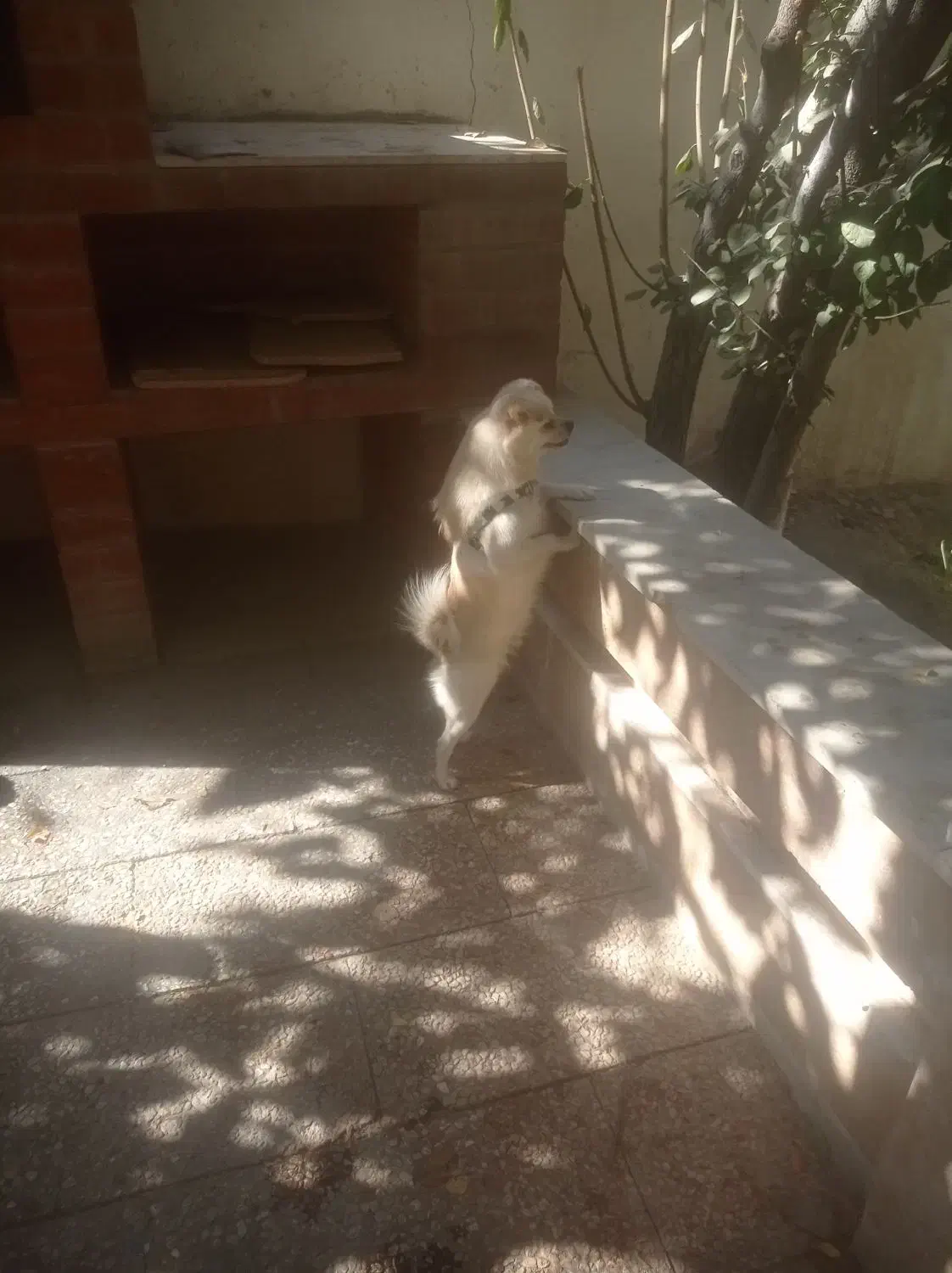 سگ پا کوتاه مهاوضه با پرنده|سگ|فردیس, سرحد آباد|دیوار