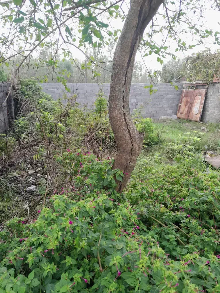 فروش زمین ۱۹۸م مسکونی سند تک برگ|فروش زمین و ملک کلنگی|بندر انزلی, میان پشته|دیوار