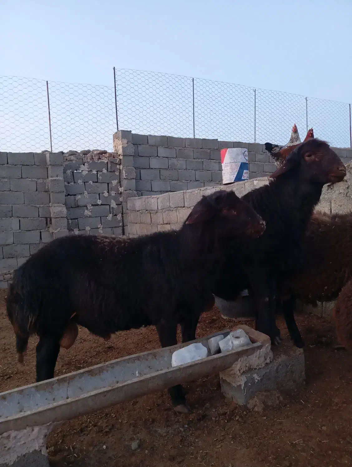 برهقوچی|حیوانات مزرعه|میان جلگه, |دیوار