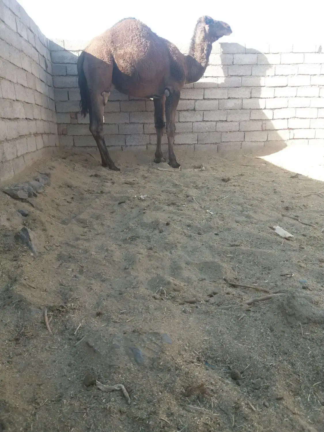 شتر|حیوانات مزرعه|نهبندان, |دیوار