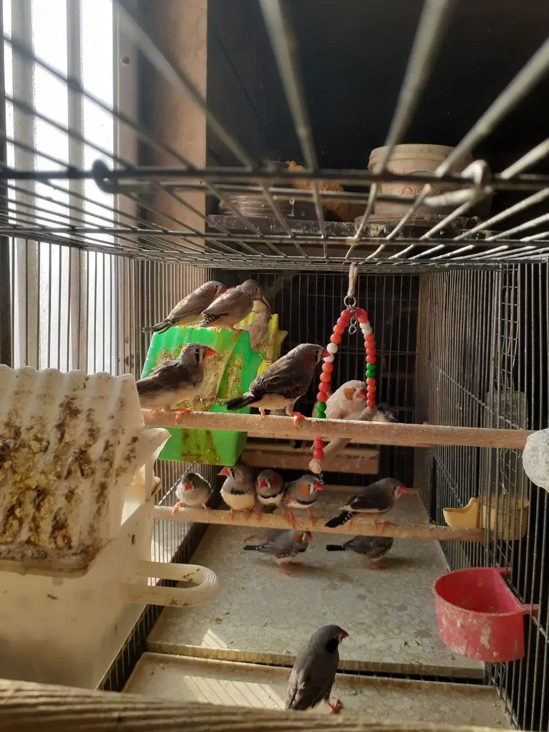 فروش پرنده فنچ|پرنده|قزوین, |دیوار