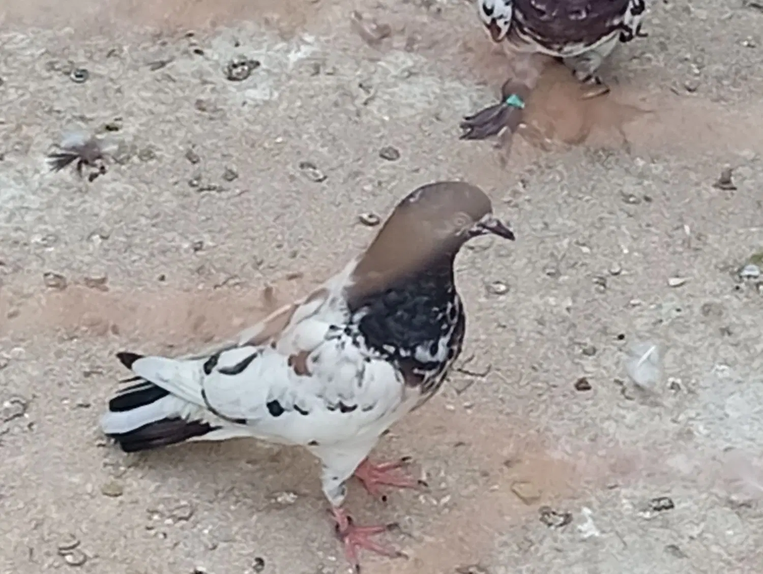 گره|پرنده|قشم, |دیوار
