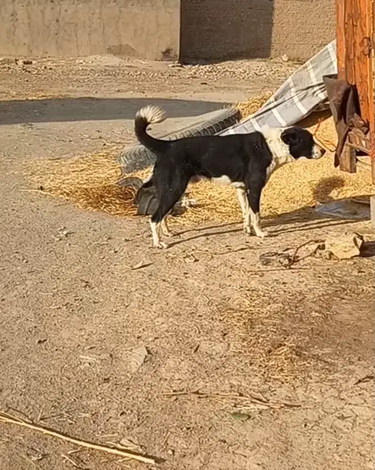 سگ گله|سگ|کبودرآهنگ, |دیوار