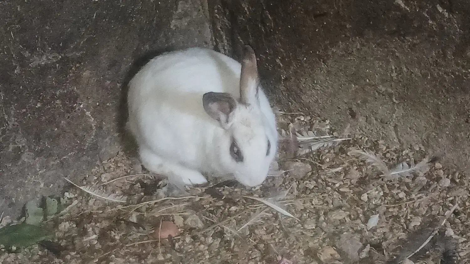 خرگوش|موش و خرگوش|گنبد کاووس, |دیوار