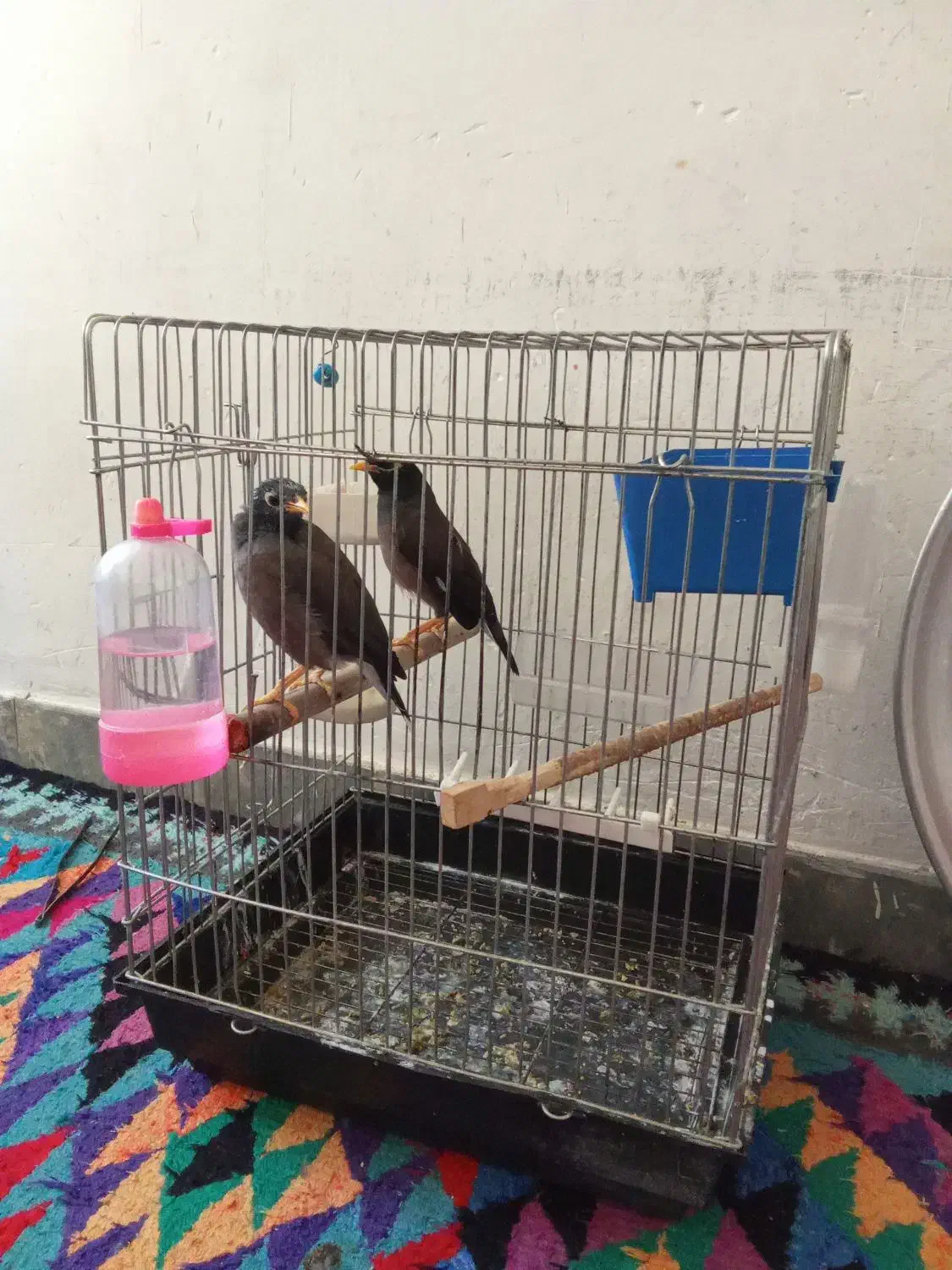 مرغ مینا مولد نرو ماده|پرنده|سوری, |دیوار