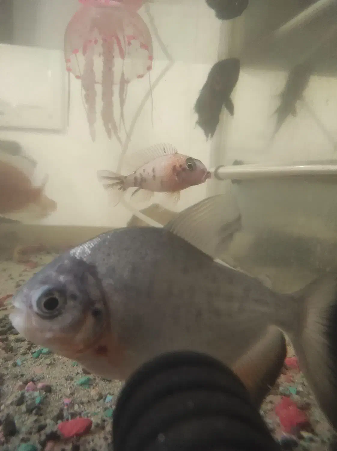 چند عدد ماهی|ماهی|رشت, پیرکلاچای|دیوار