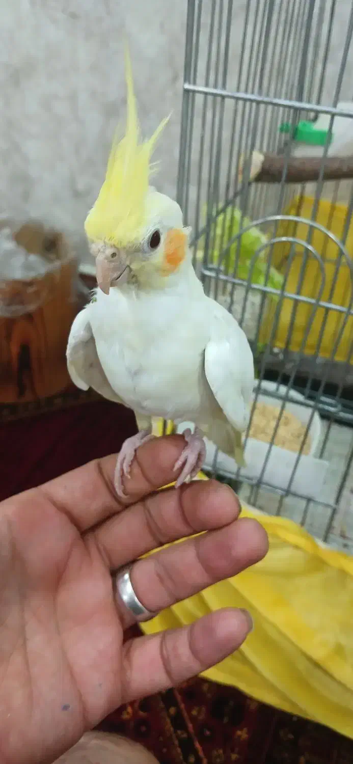 عروس هلندی لوتینو|پرنده|قرچک, شهرک طلائیه|دیوار