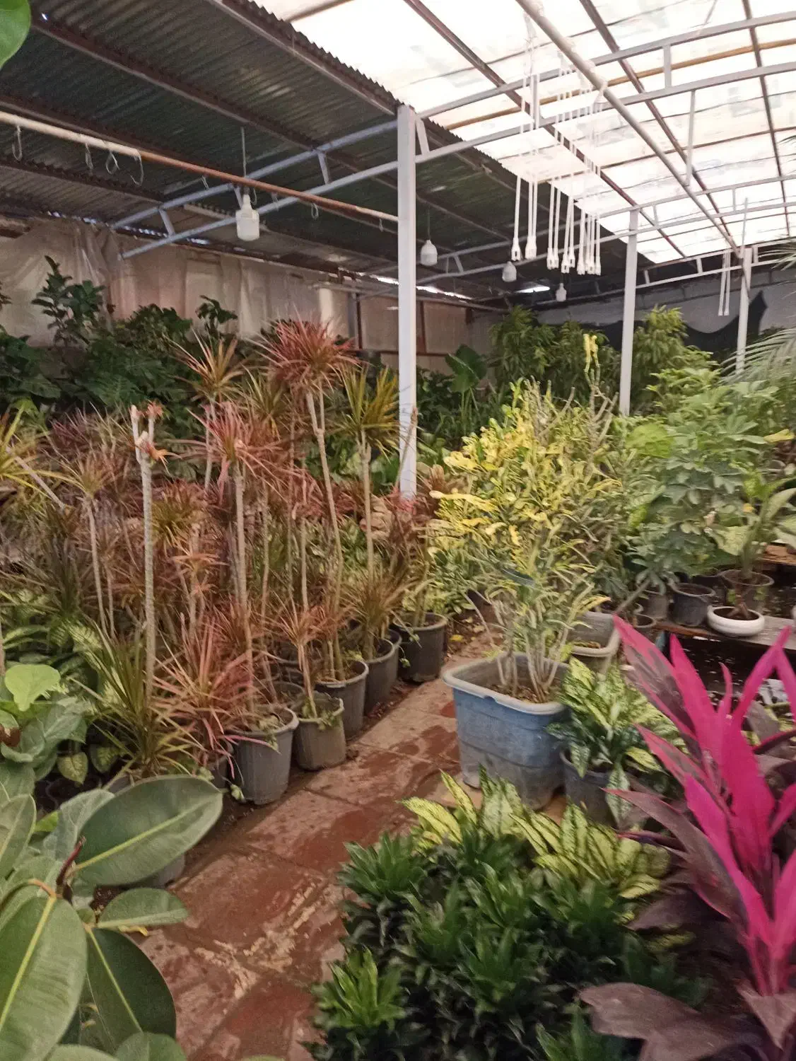 گل کاج|گل و گیاه طبیعی|قم, مهدیه|دیوار