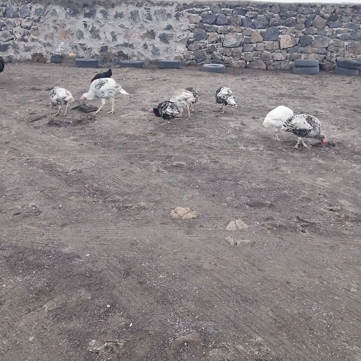 بوقلمون نر ومادهبه قیمت مناسب برای یلدا|حیوانات مزرعه|بازرگان, |دیوار