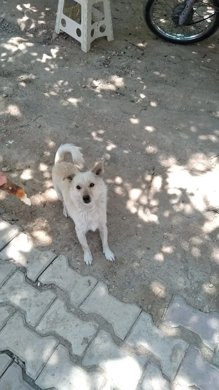 سگ گمشده|سگ|نهاوند, |دیوار