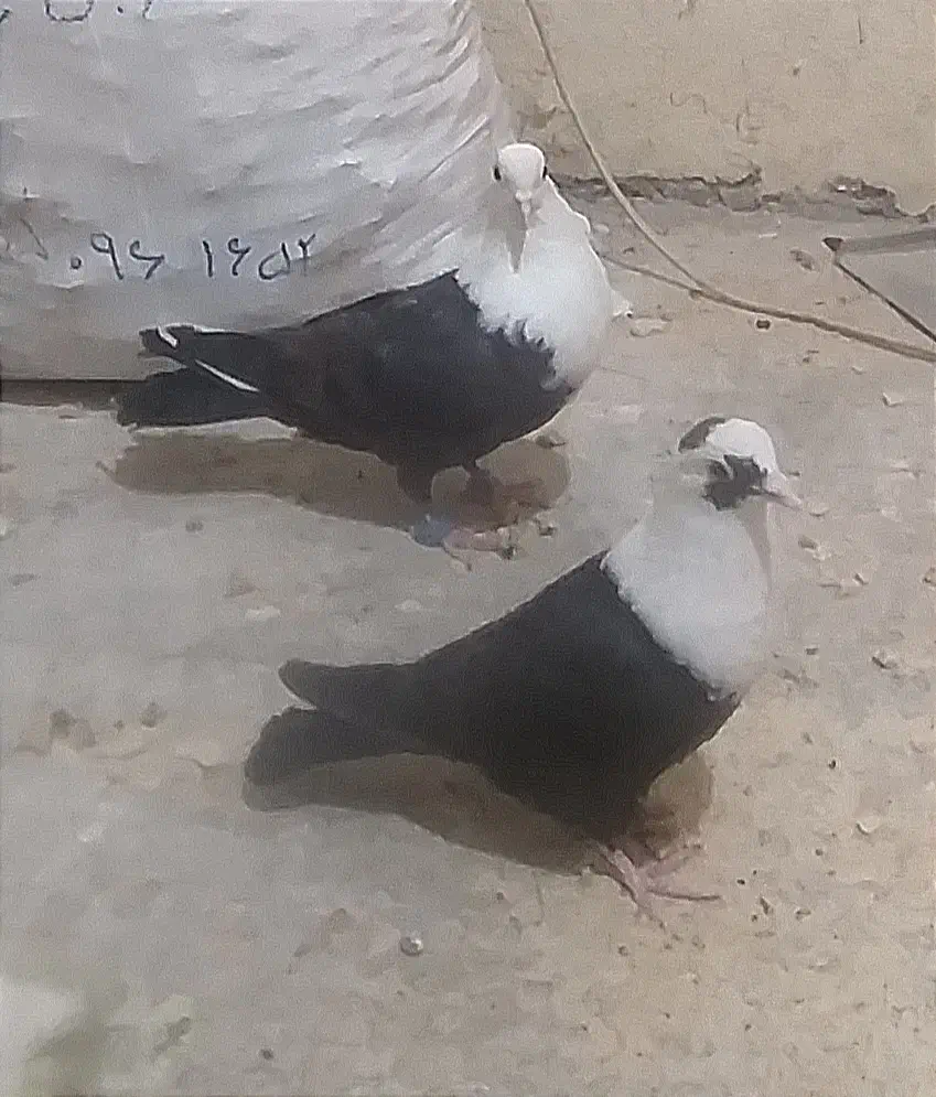 کلاغ. کفتر.کربلایی|پرنده|مشهد, کشف|دیوار