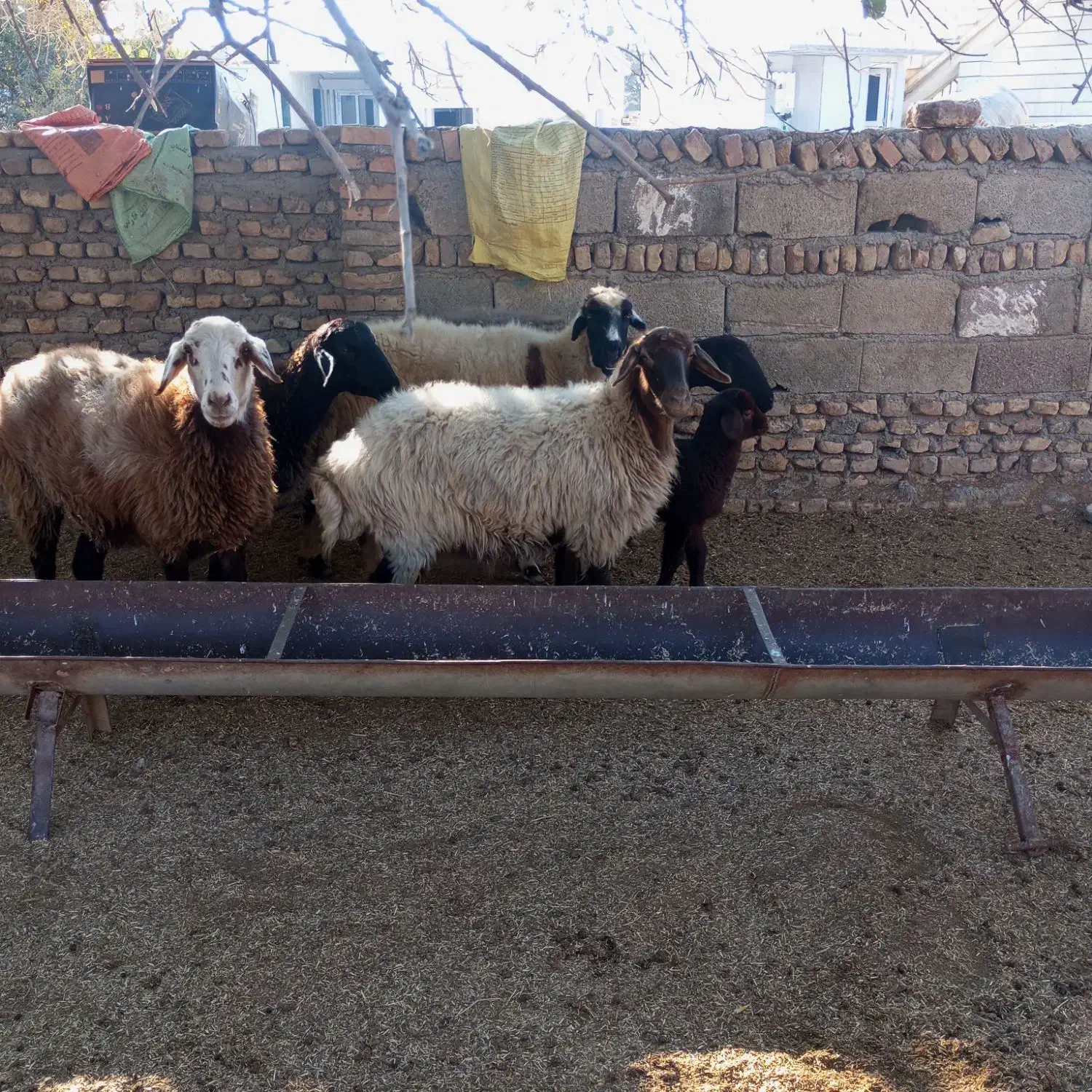 گوسفند|حیوانات مزرعه|انبارآلوم, |دیوار