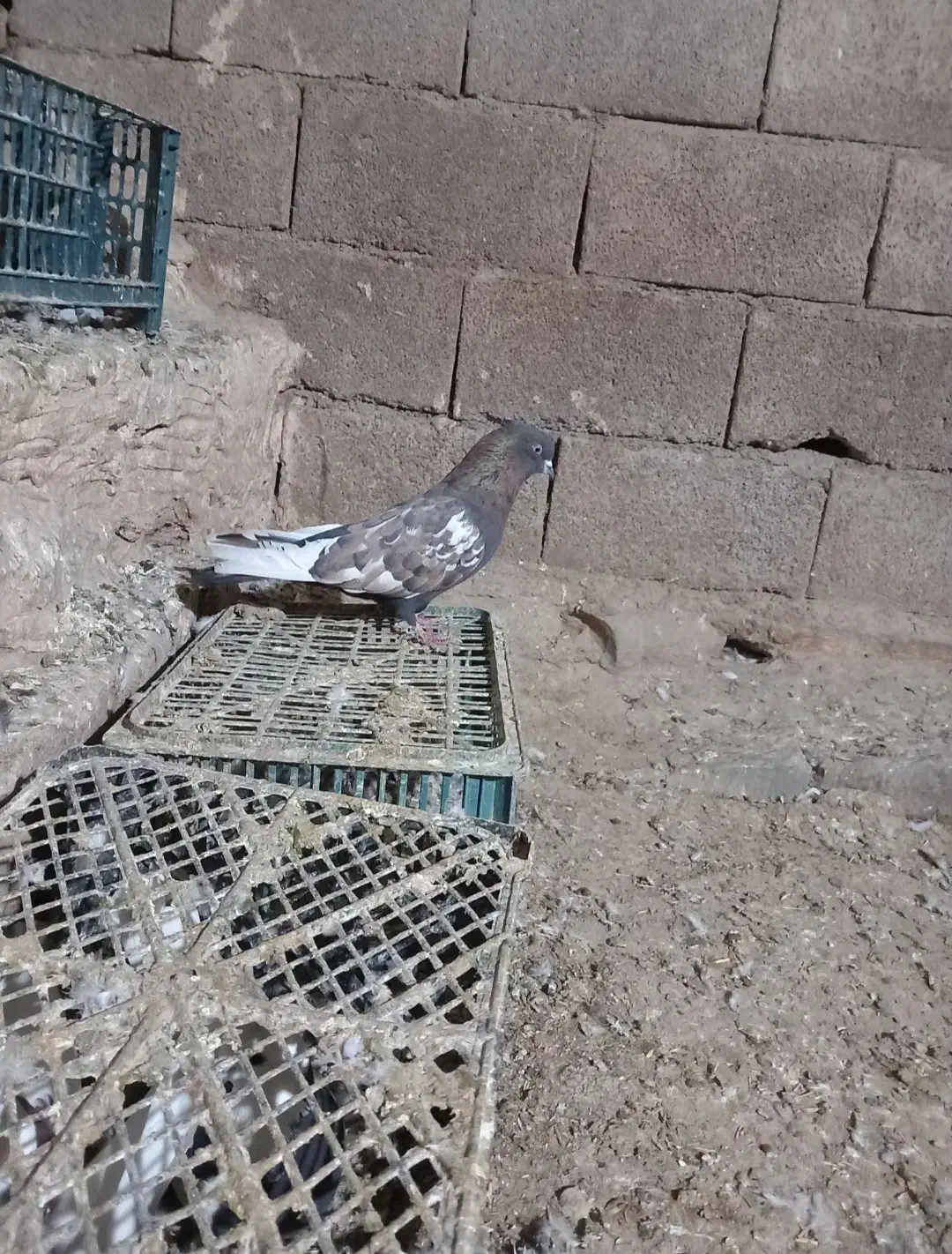 کبوتر‌‌قزوینی‌نر|پرنده|کبودرآهنگ, |دیوار