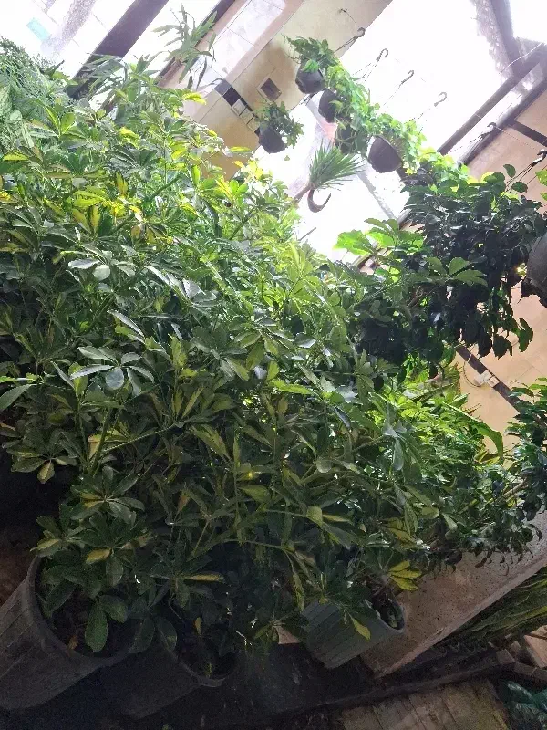 گل وگیاه|گل و گیاه طبیعی|کنگاور, |دیوار