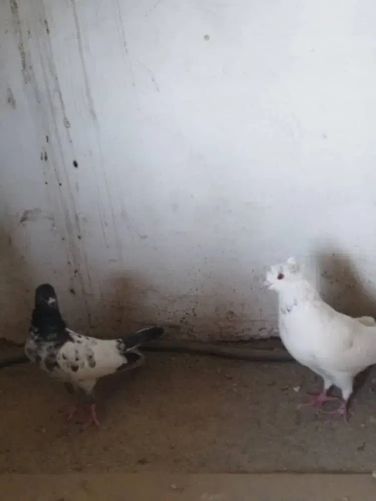 کبوتر غریبگیری|پرنده|کرج, کوی امامیه|دیوار